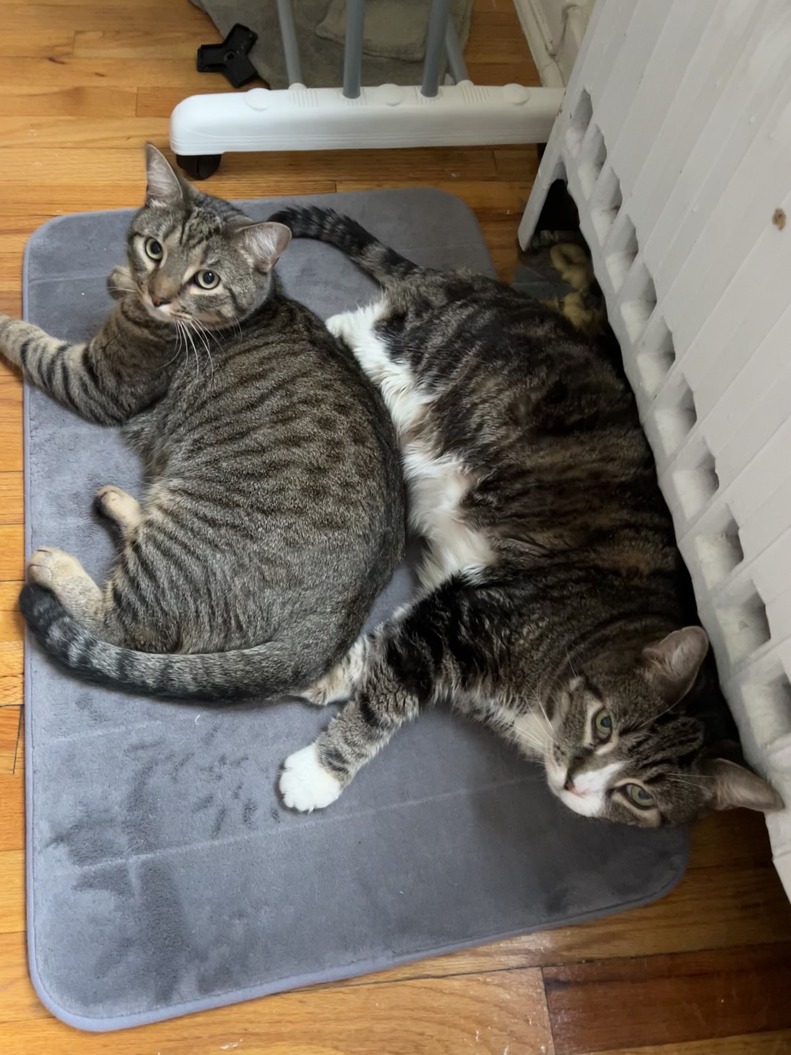 Bo and Croquette together